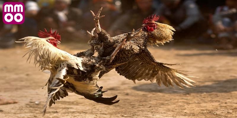 Bí kíp chinh phục đá gà thomo MMOO