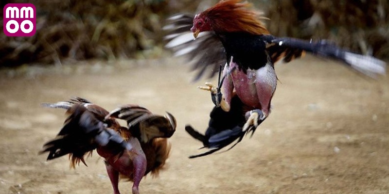 Bí quyết chọn gà chọi xuất sắc cho đá gà cựa dao MMOO