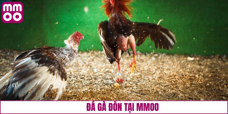 Các hình thức trọi kê hấp dẫn tại đá gà MMOO