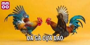 Điểm thu hút của đá gà cựa dao MMOO