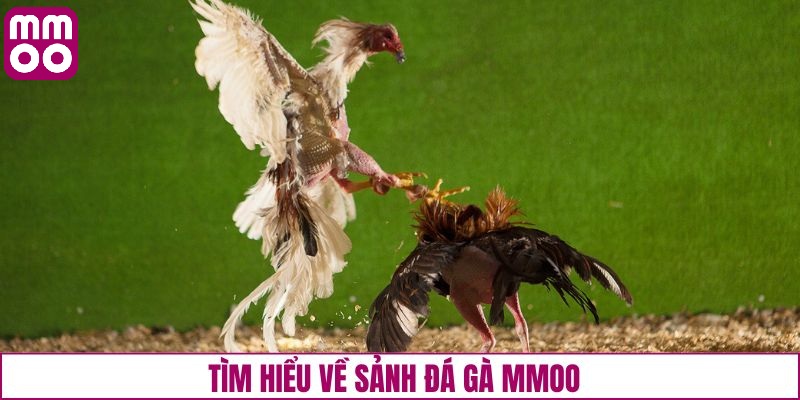 Giới thiệu sảnh đá gà MMOO