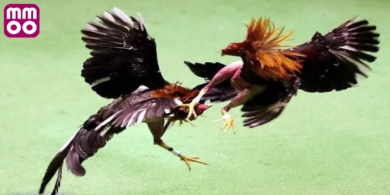 Khám phá đá gà cựa dao MMOO là gì?