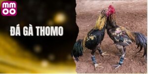 Luật chơi đỉnh cao tại đá gà thomo MMOO