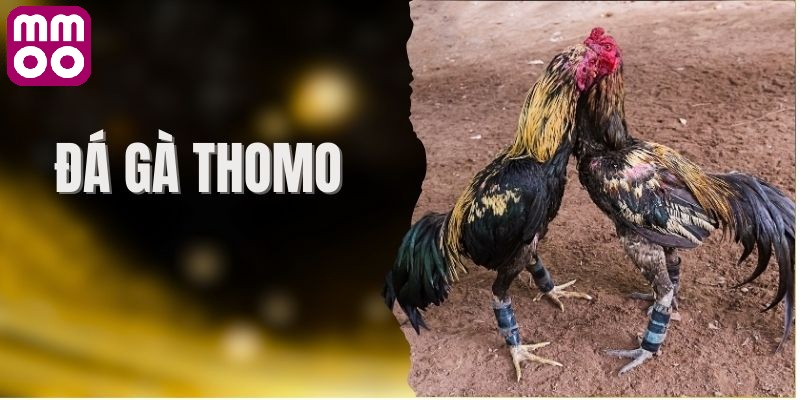Luật chơi đỉnh cao tại đá gà thomo MMOO